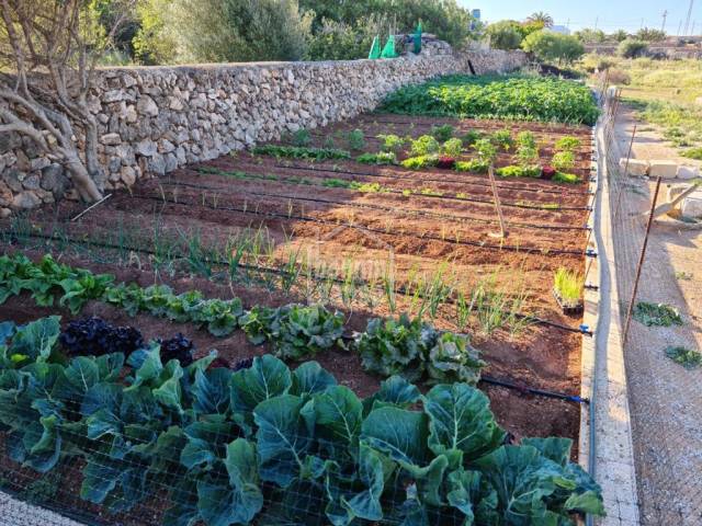 Rustikaler Gemüsegarten, ganz in der Nähe von Ciutadella, Menorca, Balearen