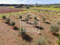 Terreno agrícola en Ciutadella, Menorca: ideal para proyecto de vida empresarial sostenible y de alta calidad