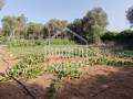 Descubra una Encantadora Finca en el Corazón de Menorca